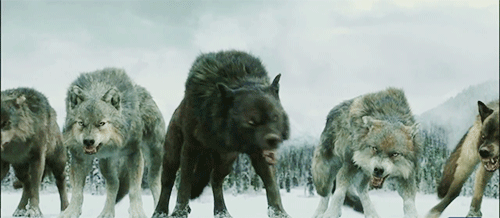 wolf_pack_gif_5.gif