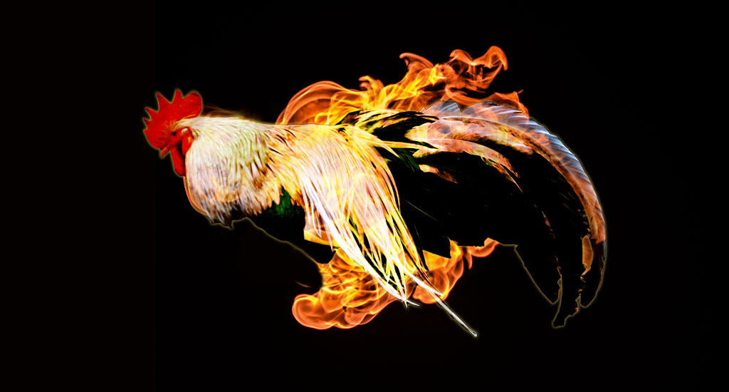 Roosters-on-fire-1.jpg