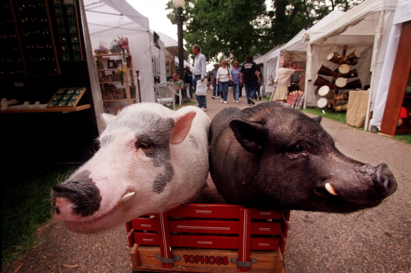 potbellied-pigs-pork-chop-left-and-bacon-tour-the-craft-area-in-a-picture-id160990661